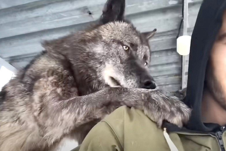 Man living with the biggest wolf on the planet plays with him like a big puppy